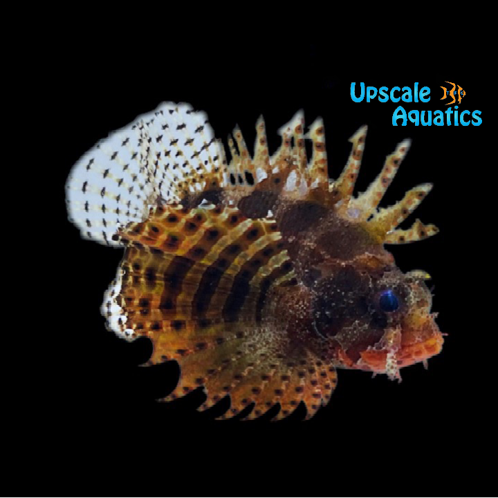 Fuzzy Dwarf Lionfish (Dendrochirus brachypterus)