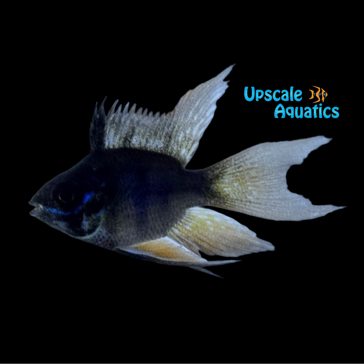 Longfin Balloon Black German Ram (Mikrogeophagus ramirezi 'German Black' longfin balloon)