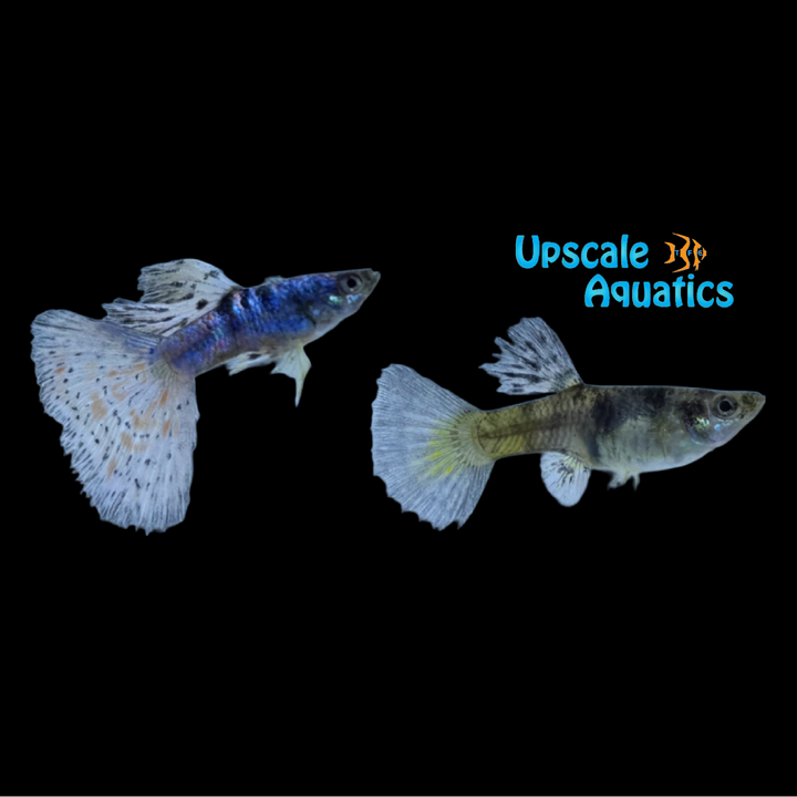 Siam Lazuri Rainbow Red Mosaic Guppy (Poecilia reticulata)