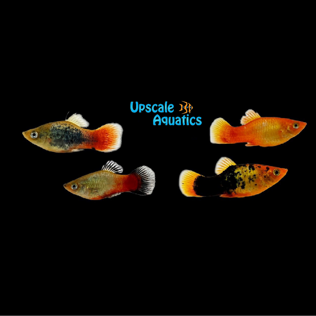 Assorted Neon Platy (Xiphophorus maculatus)