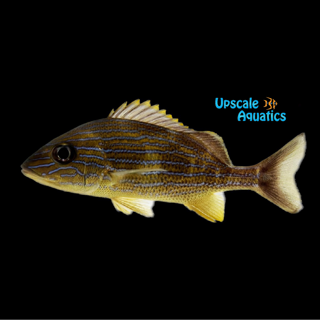 Bluestripe Grunt - Wild (Haemulon sciurus)
