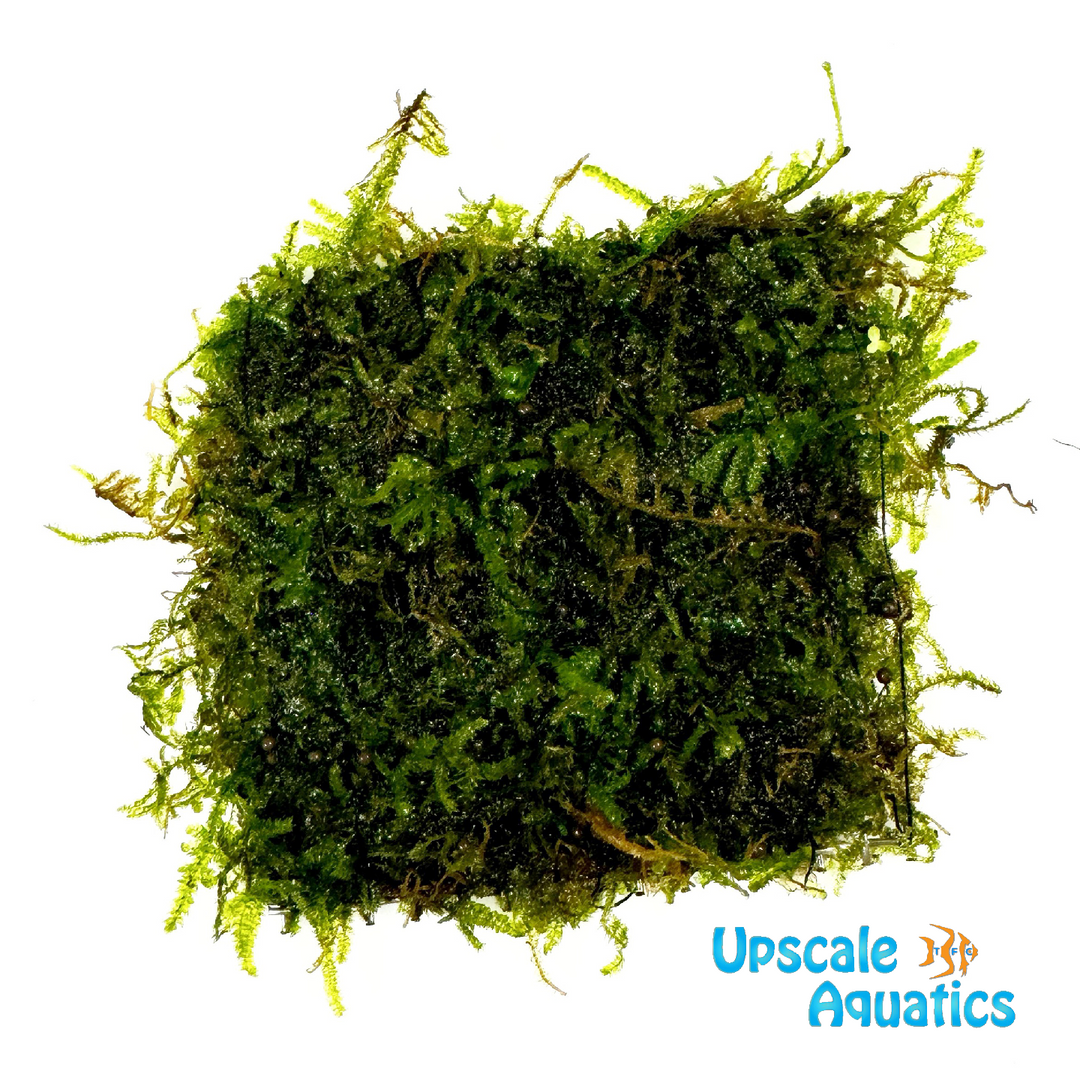 Christmas Moss Mat (Vesicularia montagnei)