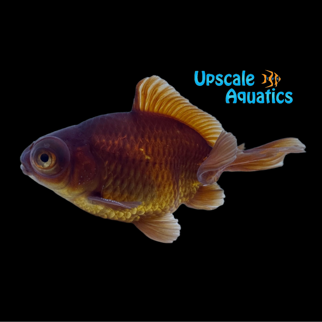Champagne Moor Goldfish (Carassius auratus)