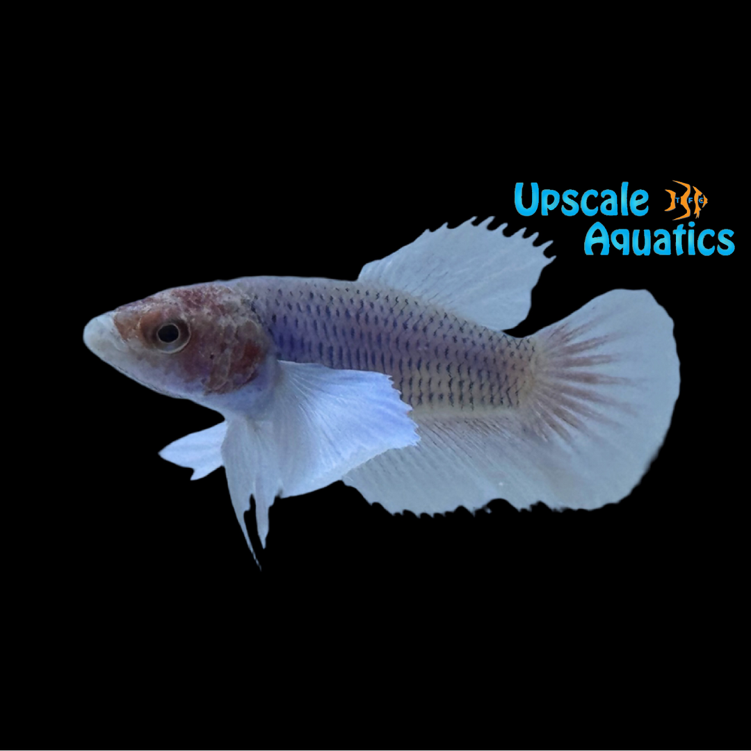 Dumbo Halfmoon Betta - Female (Betta splendens)