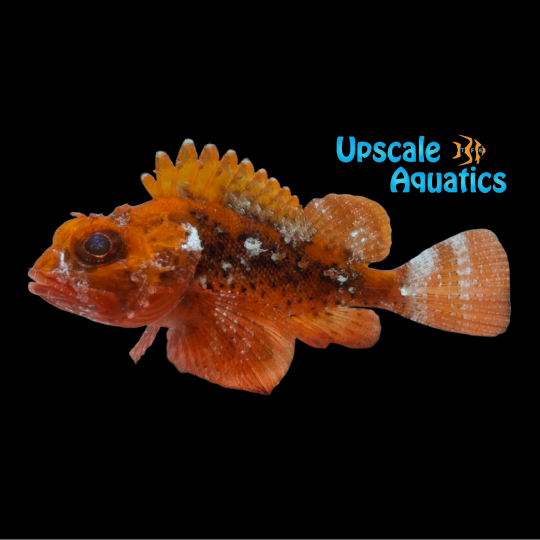 Red Plumed Scorpionfish (Scorpaena grandicornis) (Copy)