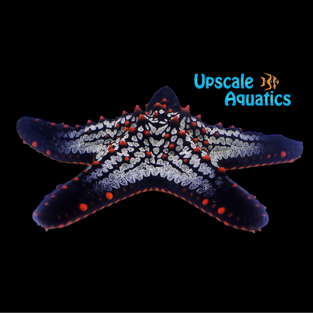 Cortez Starfish (Pentaceraster cumingi)