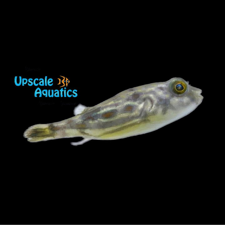 Fahaka Puffer (Tetraodon lineatus)