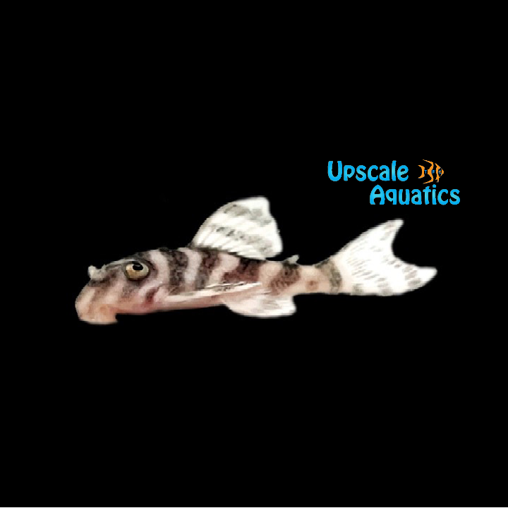 Hypancistrus Zebra Pleco L173b (Hypancistrus sp. L173b)