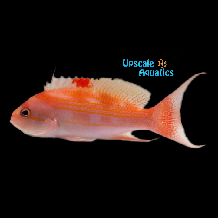 Blood Spot Anthias - Male (Pseudanthias luzonensis)