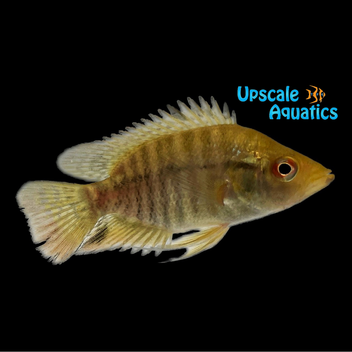 Kraussii Cichlid (Caquetaia kraussii)