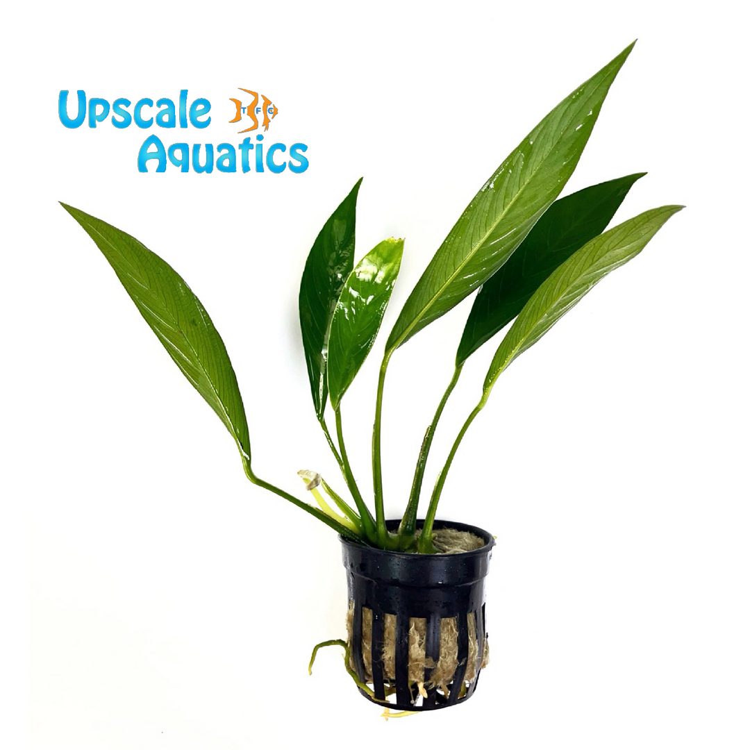 Glabra Anubias (Anubias barteri var. glabra)