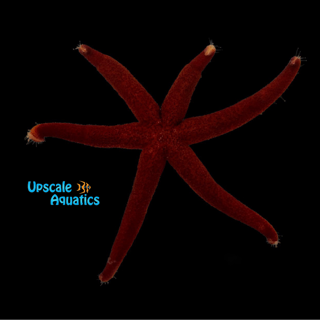 Burgundy Linckia Starfish (Linckia laevigata)