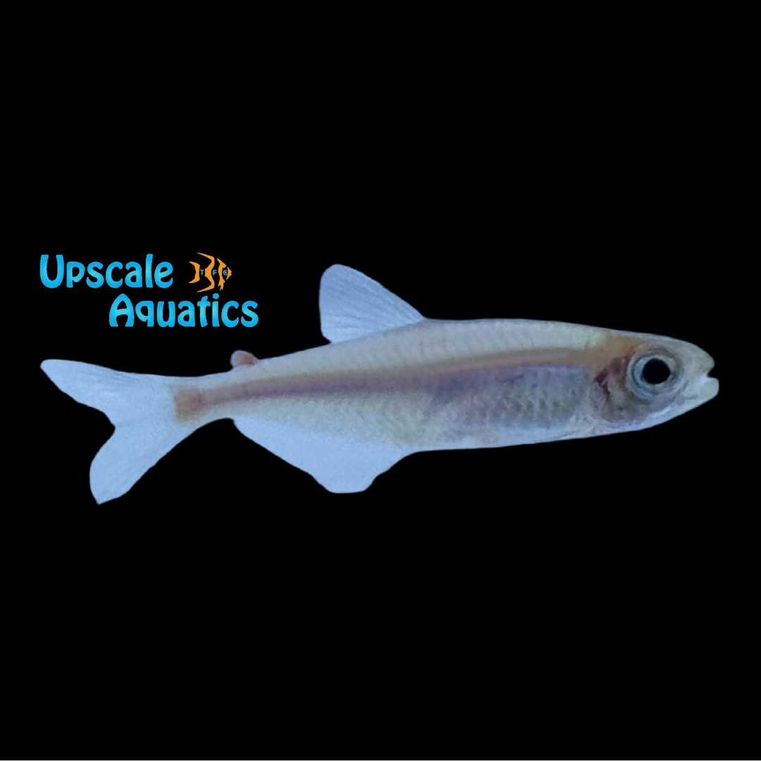 Peru Blue Tetra (Knodus borki)