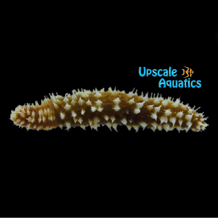 Tiger Tail Cucumber (Holothuria sp.)