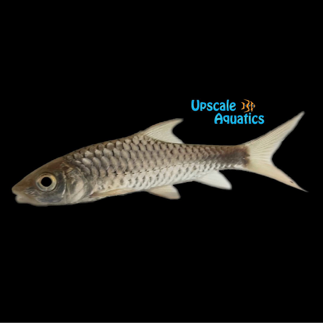 Chinese 'Red' Mahseer (Tor sinensis)