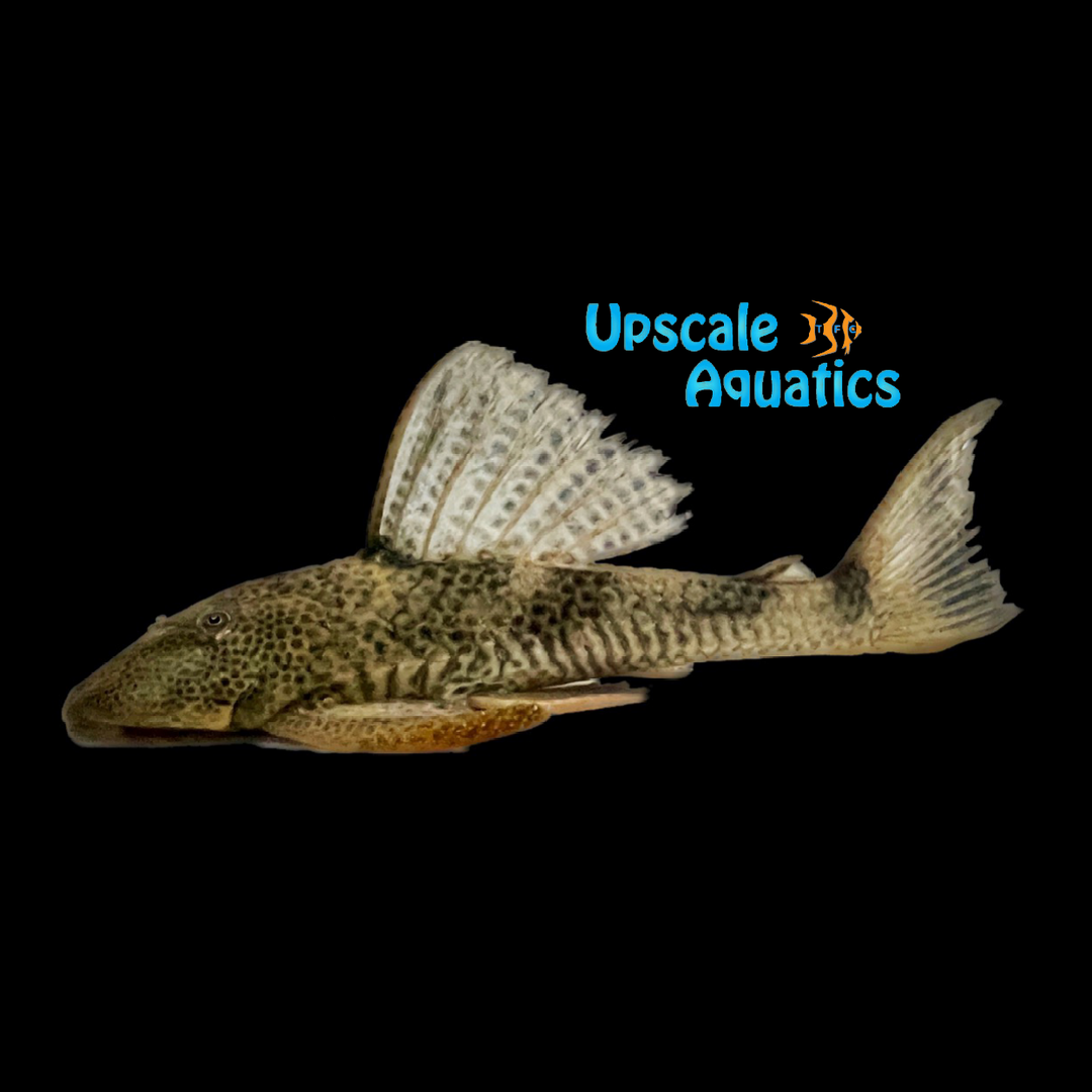 Hypostomus Pleco L109