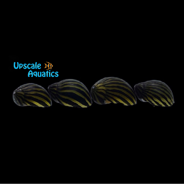 Zebra Nerite Snail (Neritina natalensis)