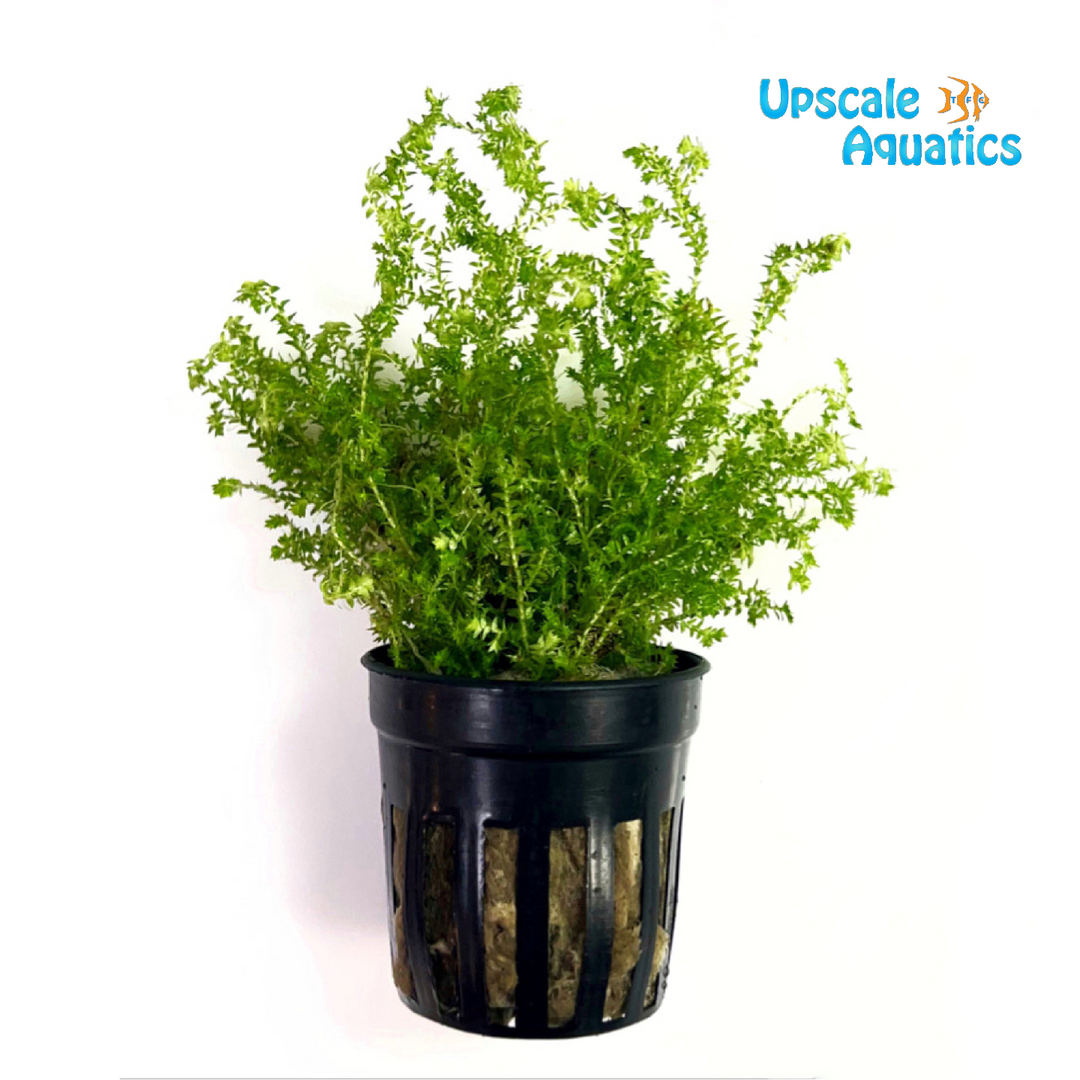 African Water Fern (Bolbitis heudelotii)