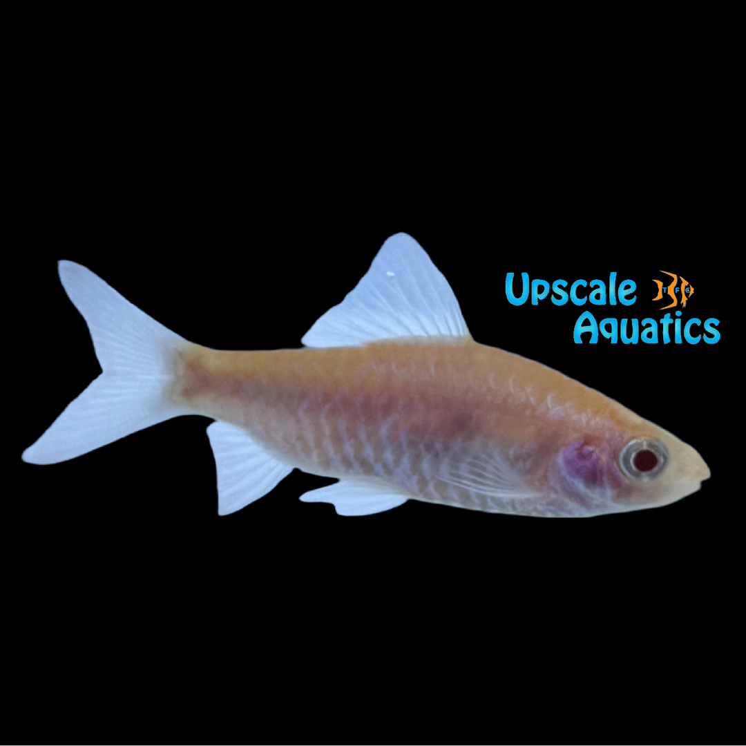 Albino Arulius Barb (Dawkinsia tambrapamiei)