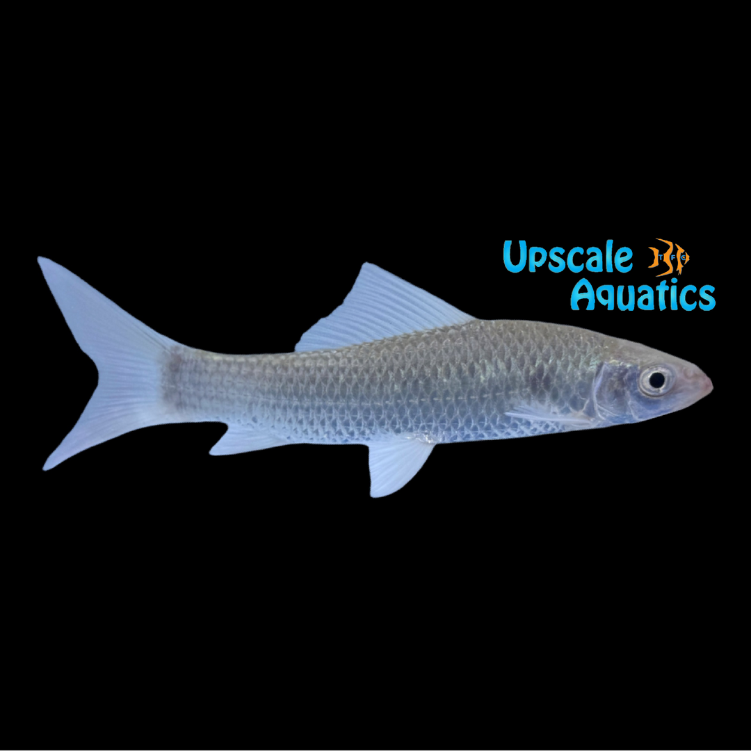 African Rose Spotted Shark (Labeo roseopunctatus)