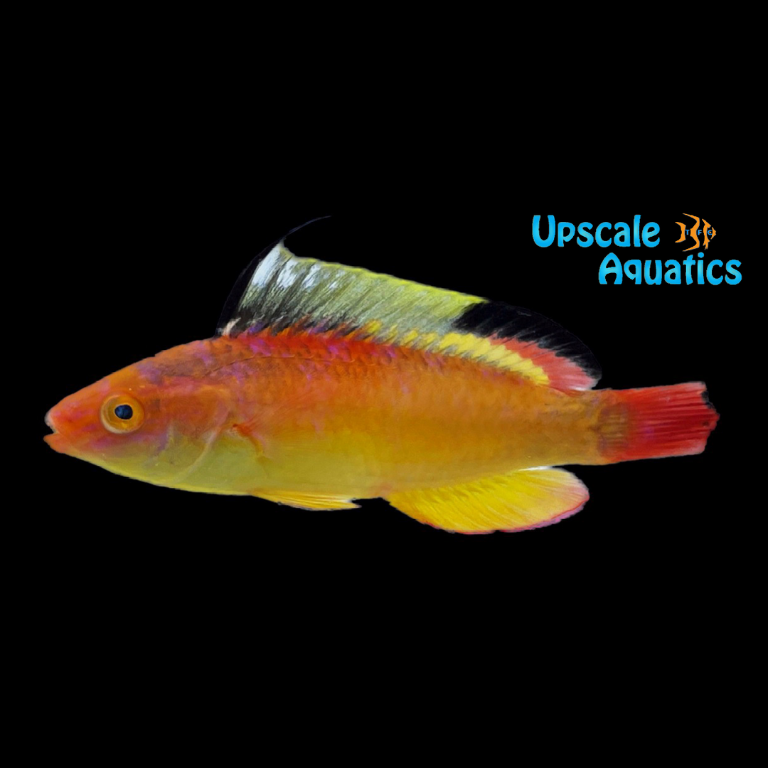 Nahacky's Fairy Wrasse (Cirrhilabrus nahackyi)