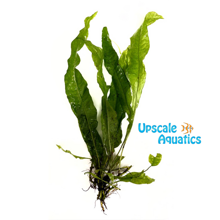 Java Fern (Microsorium pteropus)