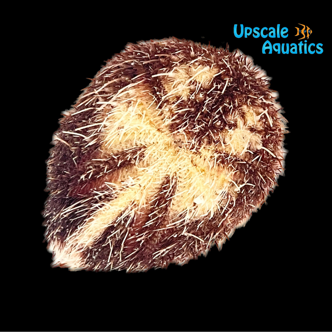Heart Urchin (Maretia planulata)