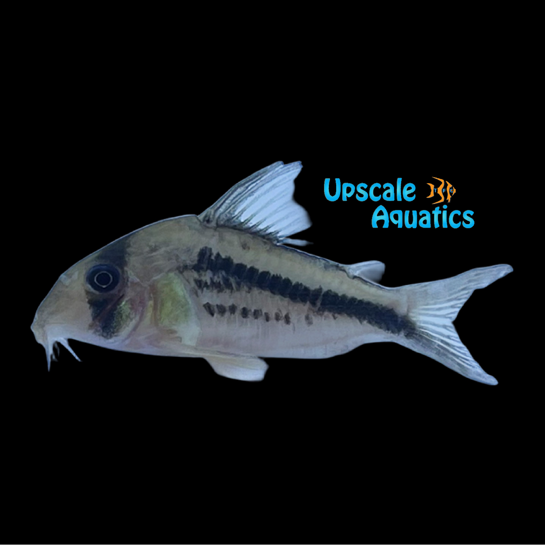 Axelrodi Cory (Corydoras axelrodi)