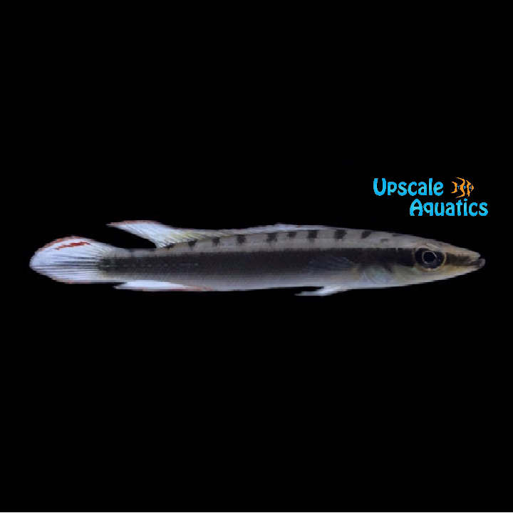 Crenicichla Notophthalmus