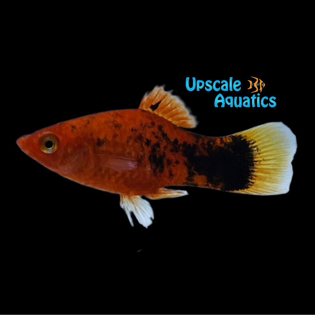 Painted Platy (Xiphophorus maculatus)