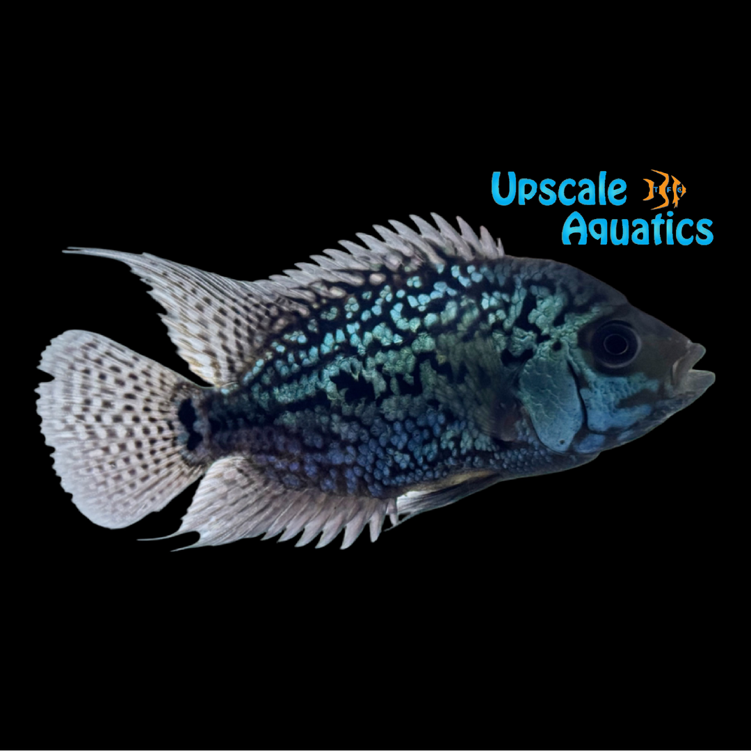 Full Pearl Kamfa Flowerhorn (Cichlasoma x)
