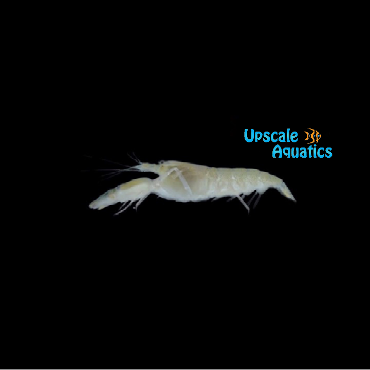 Green Pistol Shrimp (Alpheus euphrosyne)
