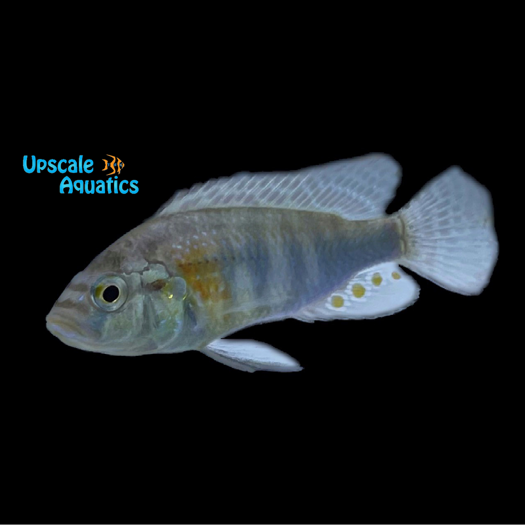 Astatotilapia Burtoni