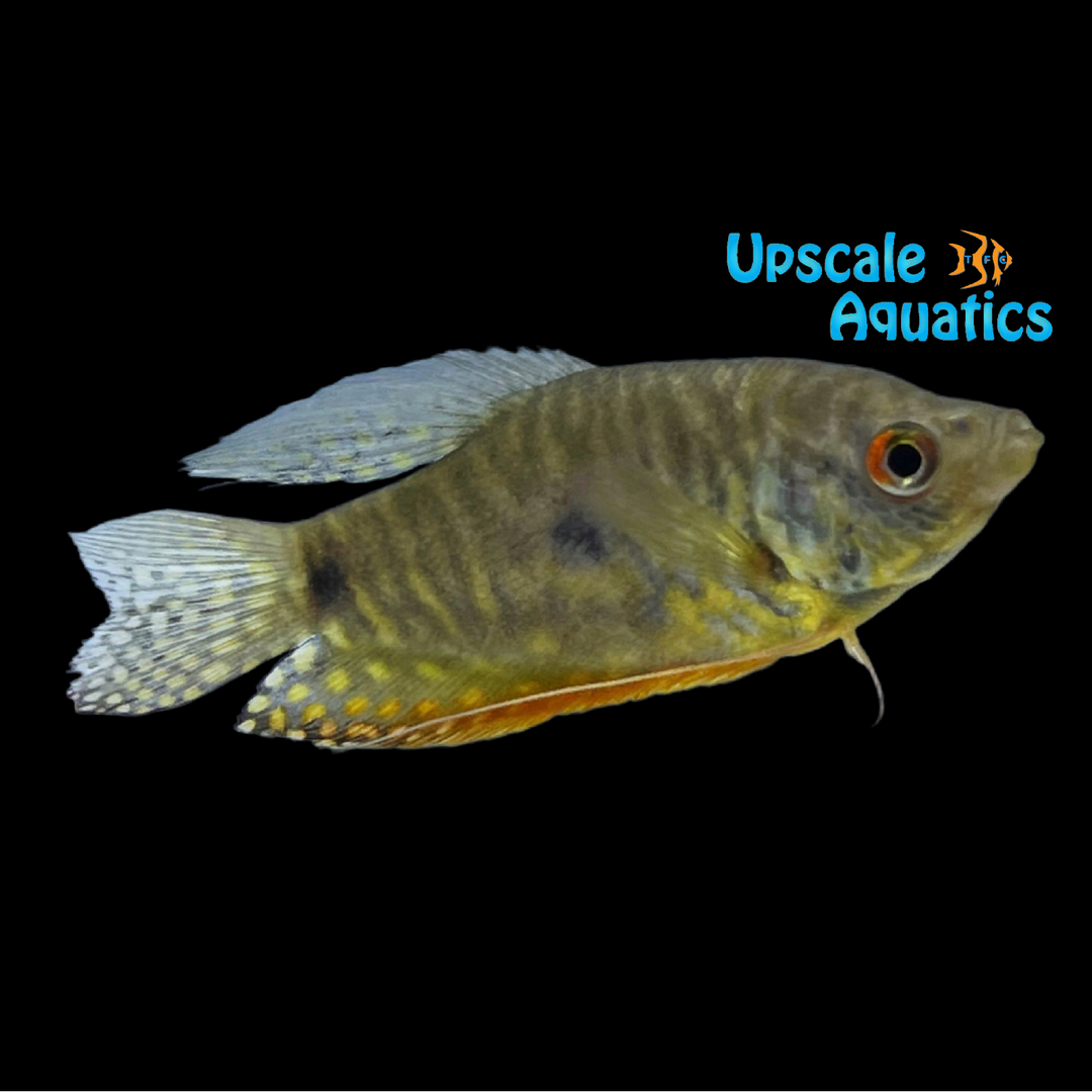 Lavender Gourami (Trichopodus trichopterus)