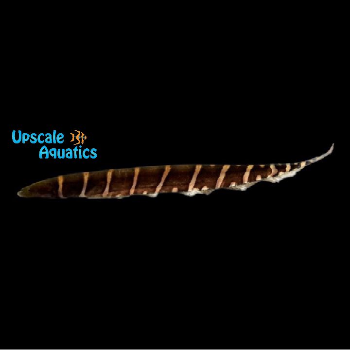 Zebra Knifefish (Gymnotus pedanopterus)