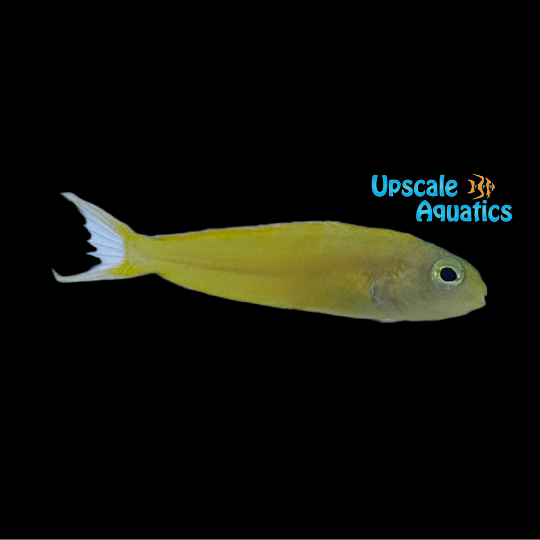 Canary Blenny - Captive Bred (Meiacanthus oualanensis)