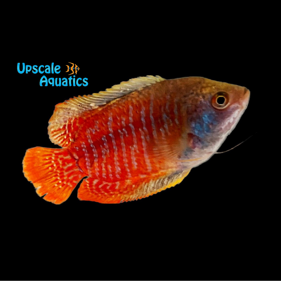 Dwarf Gourami - Male (Trichogaster lalius)
