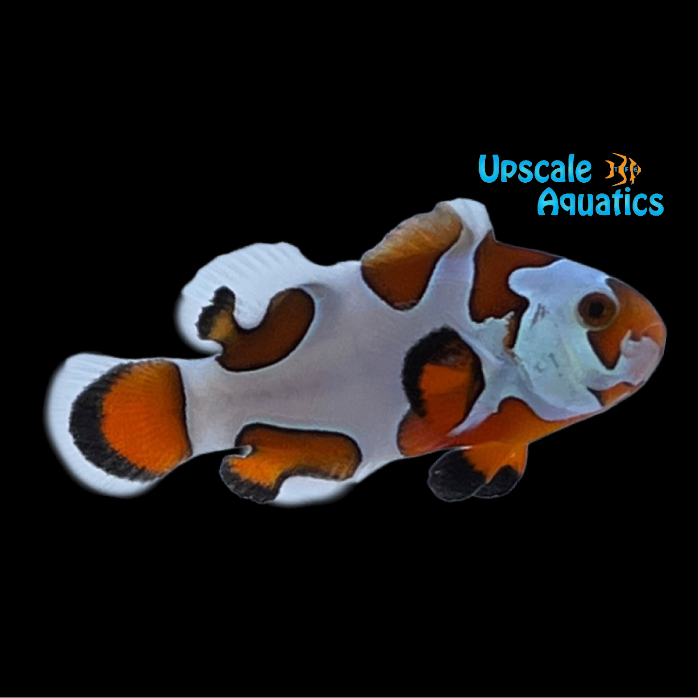 Orange Storm Clownfish (Amphiprion ocellaris) Upscale Aquatics