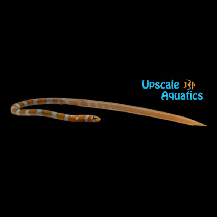 Splendid Garden Eel (Gorgasia preclara)