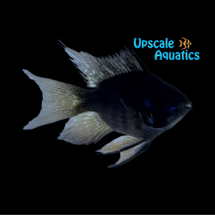 Longfin Balloon Black German Ram (Mikrogeophagus ramirezi 'German Black' longfin balloon)