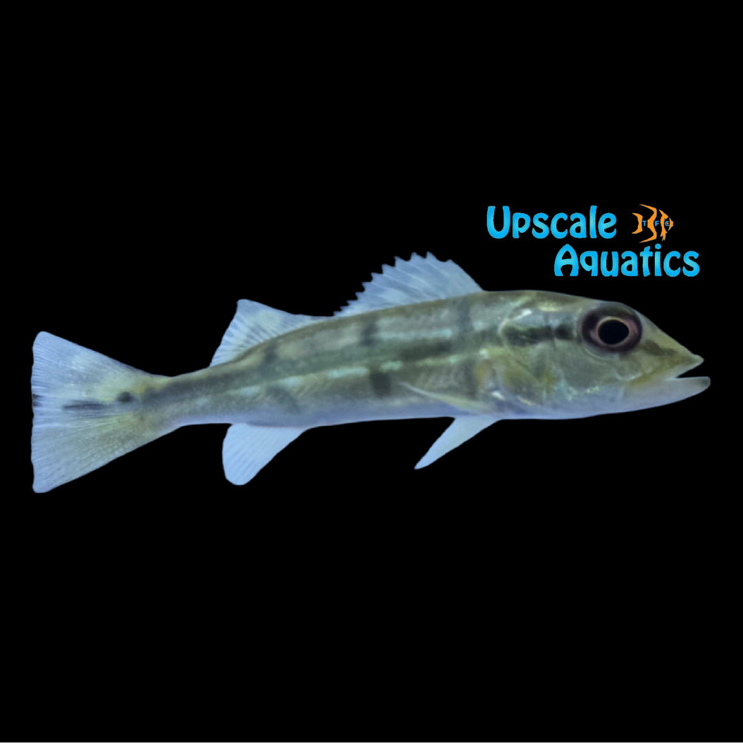Golden Fogo Peacock Bass (Cichla marinae)