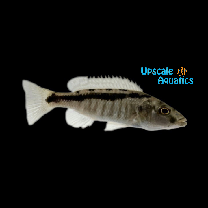 Champsochromis Spilorhynchus