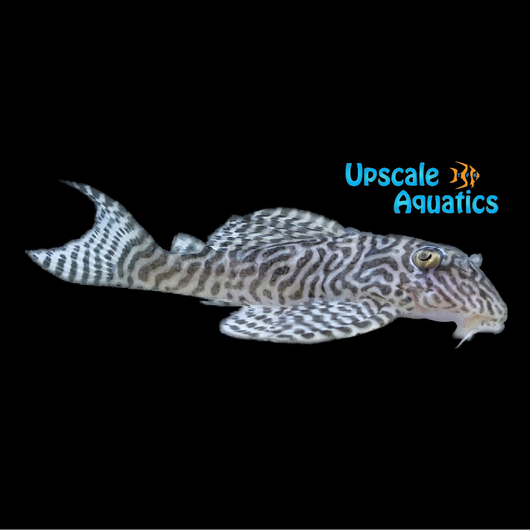 King Tiger Pleco L066 (Hypancistrus sp. L066)