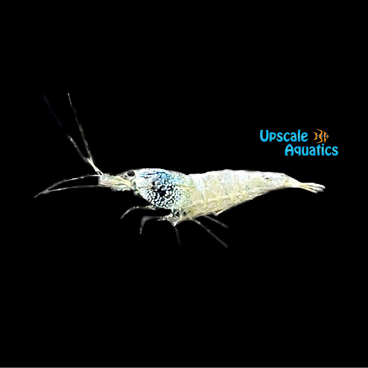 Blue Bolt Shrimp (Caridina cantonensis blue bolt)