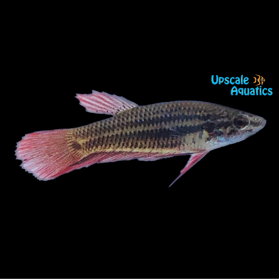 Betta Splendens - Wild (Betta splendens)