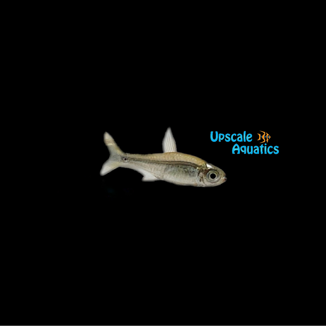 Brass Tetra (Hemigrammus armstrongi)