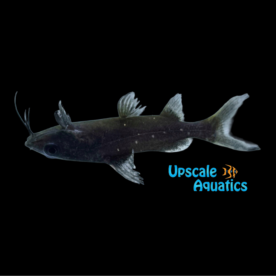 Burmese Upside Down Catfish (Mystus leucophasis)