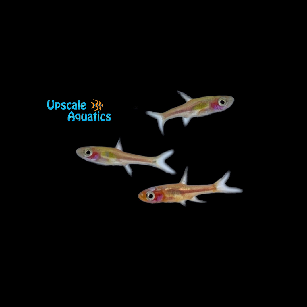Chili Rasbora (Boraras brigittae)