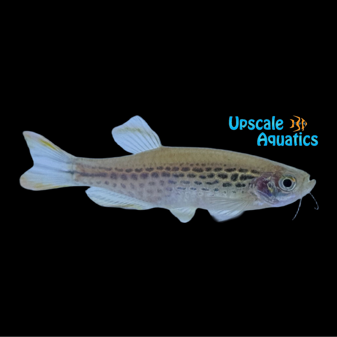 Fire Ring Danio (Danio kyathit)