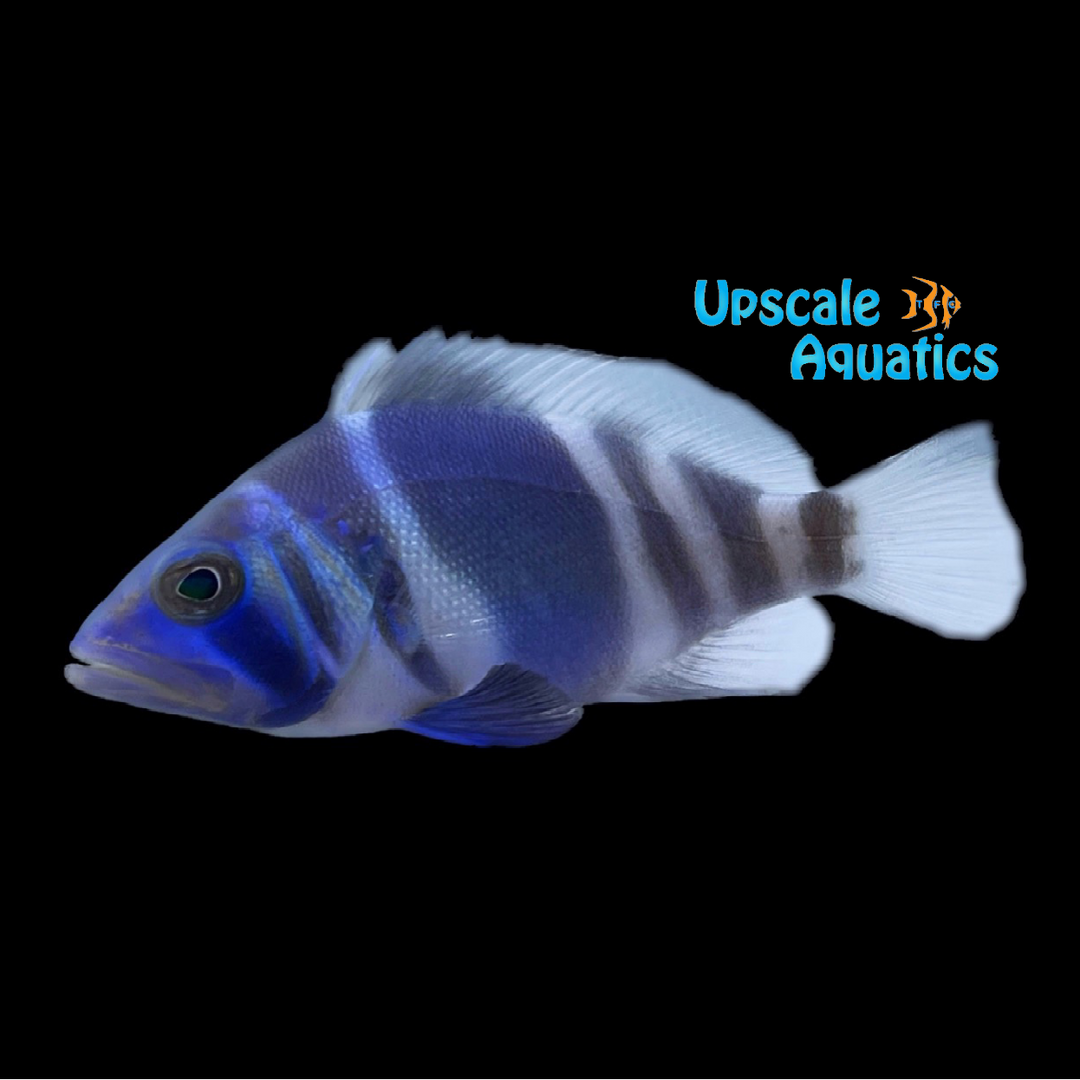 Indigo Hamlet (Hypoplectrus indigo)
